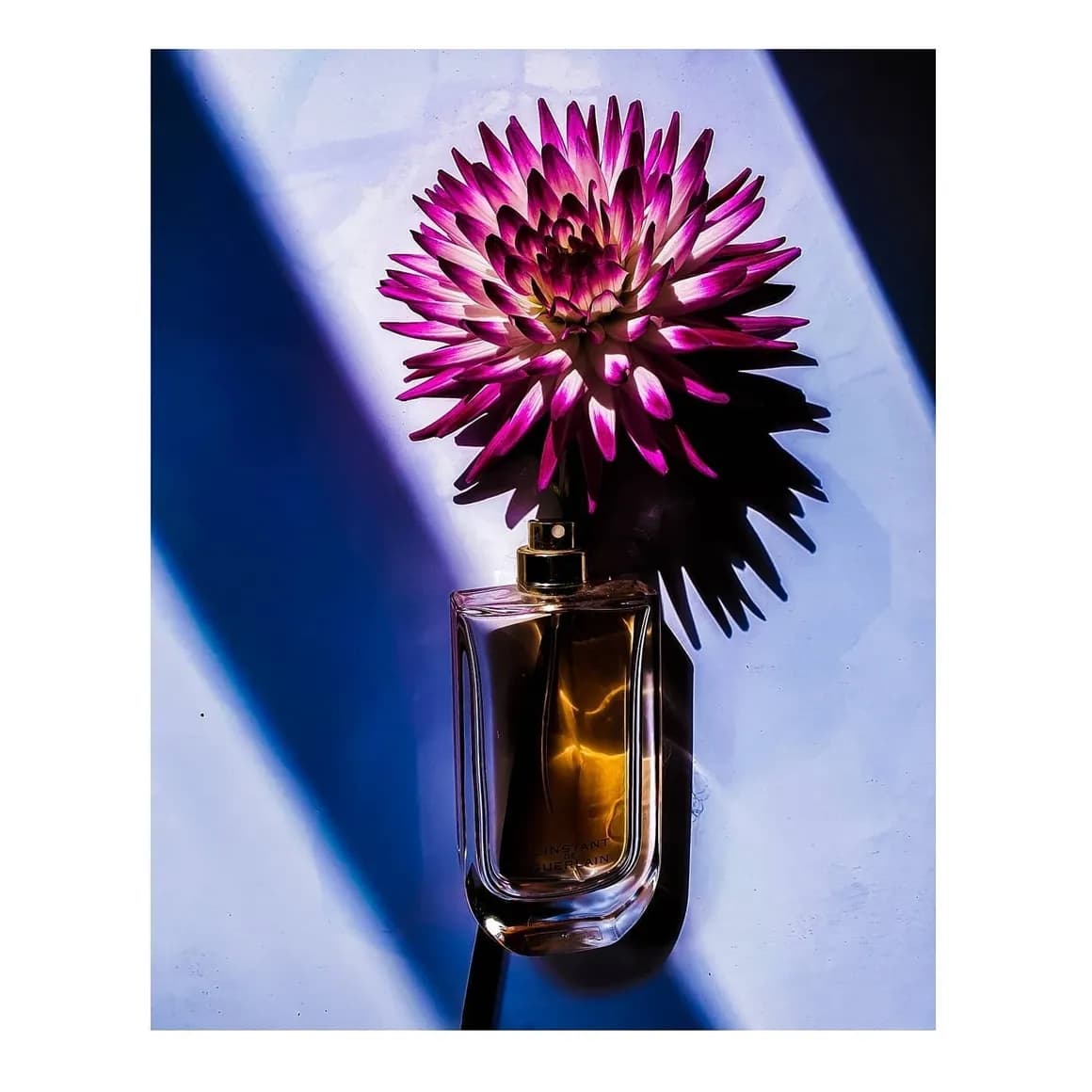Golden juice in a curved bottle beside a magenta dahlia in a shaft of light